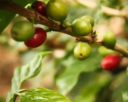 Eje Cafetero