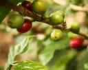 Eje Cafetero
